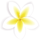 Elements summer sale banner NK5W2VA flower.png
