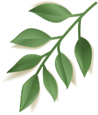 Elements summer sale banner NK5W2VA leaf 2.png
